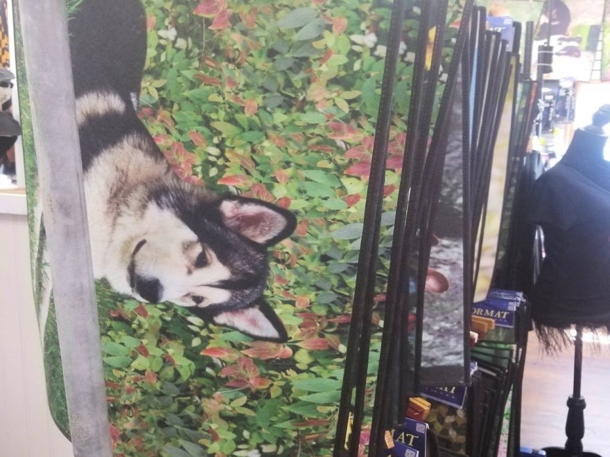 Doggie Style K9 Cafe